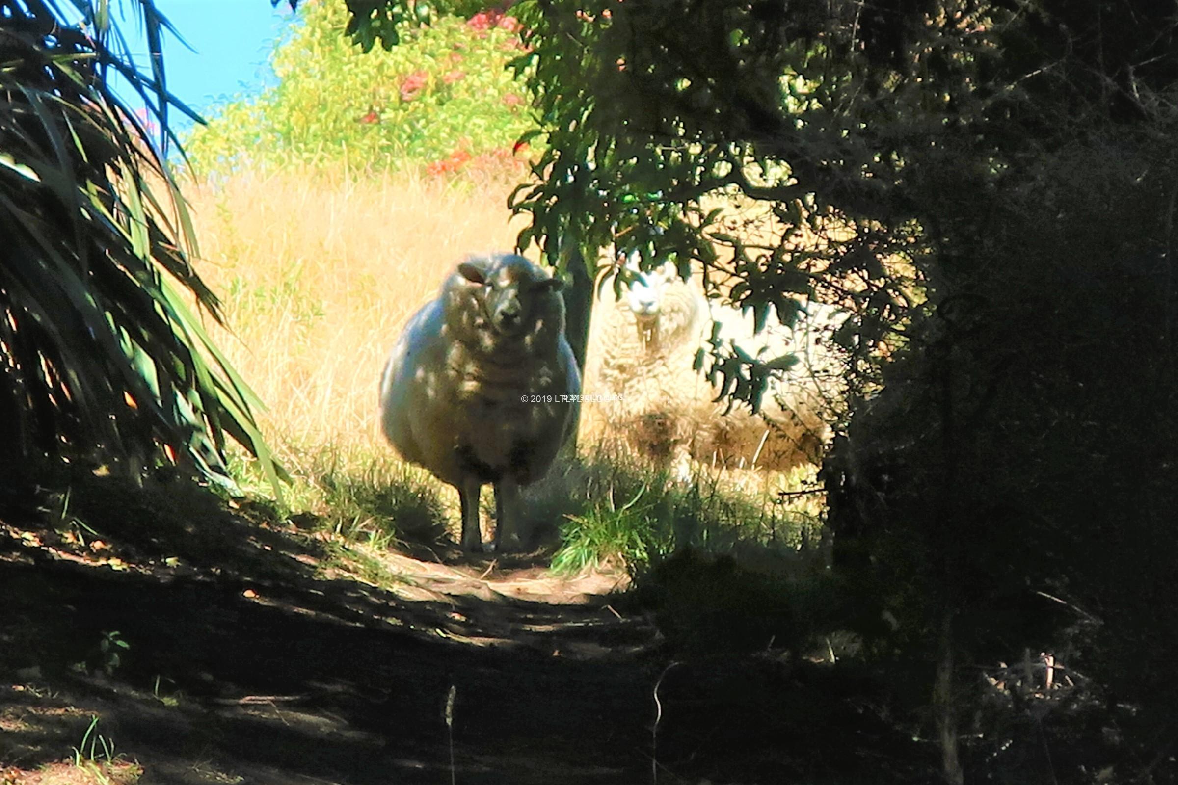 遠くからこっちを見つめる二頭の羊