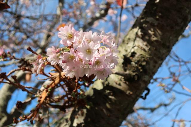 季節外れの桜３