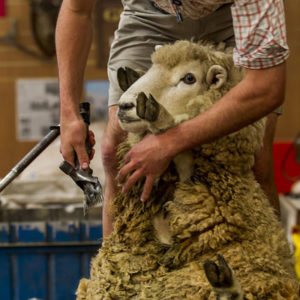 毛を刈られる羊