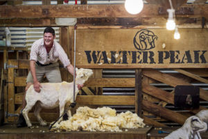 羊の毛刈りショー